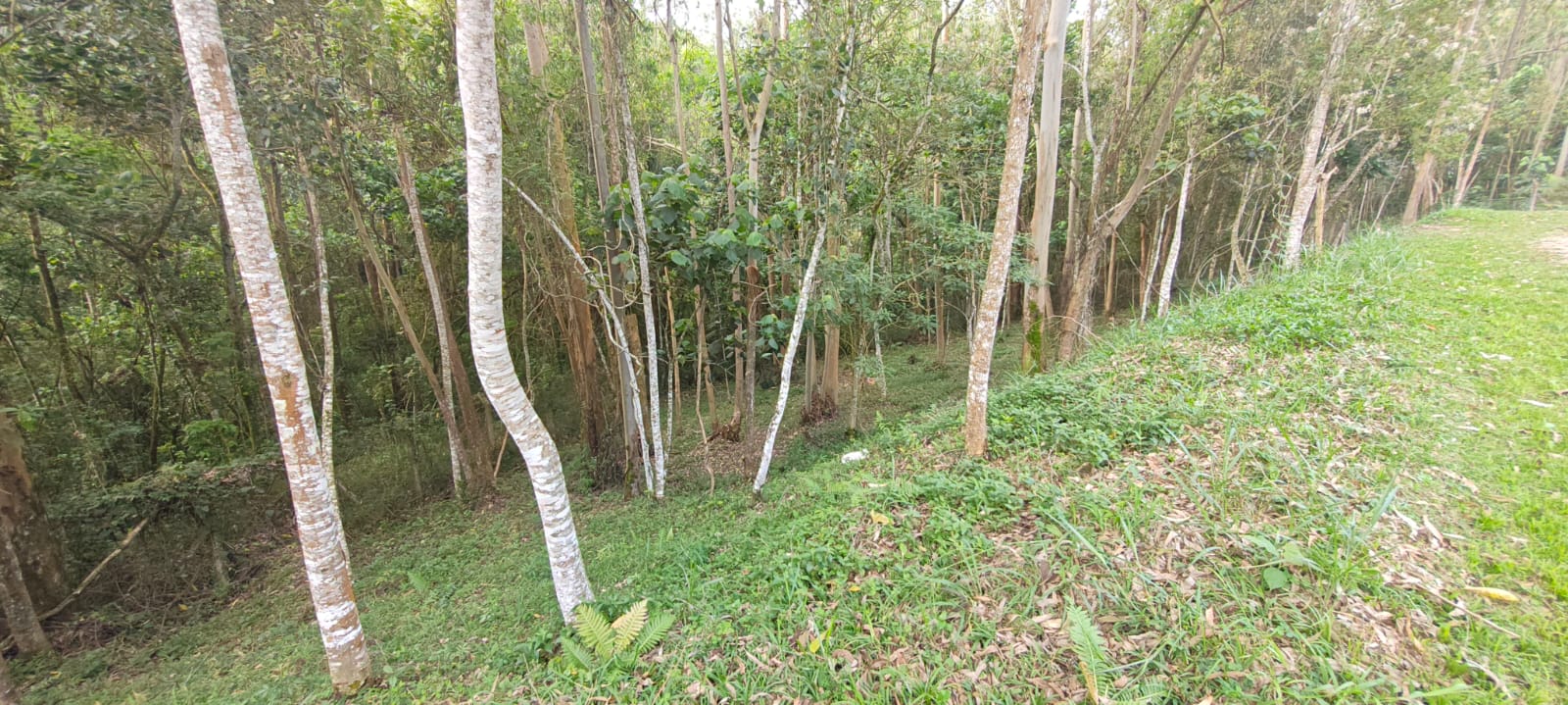 Miniatura da foto 2 do imóvel Terreno de 1.000 m² cercado de mata nativa no Capital Ville