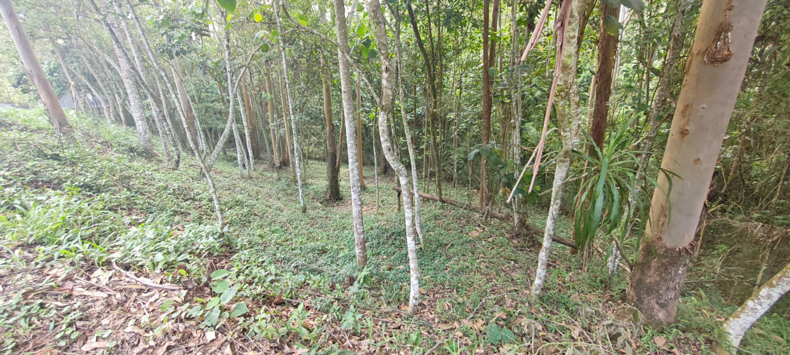 Miniatura da foto 3 do imóvel Terreno de 1.000 m² cercado de mata nativa no Capital Ville